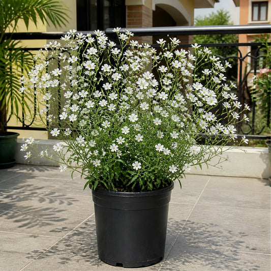Gypsophila White Color Flower Seeds growing in a black pot on an Indian home garden balcony