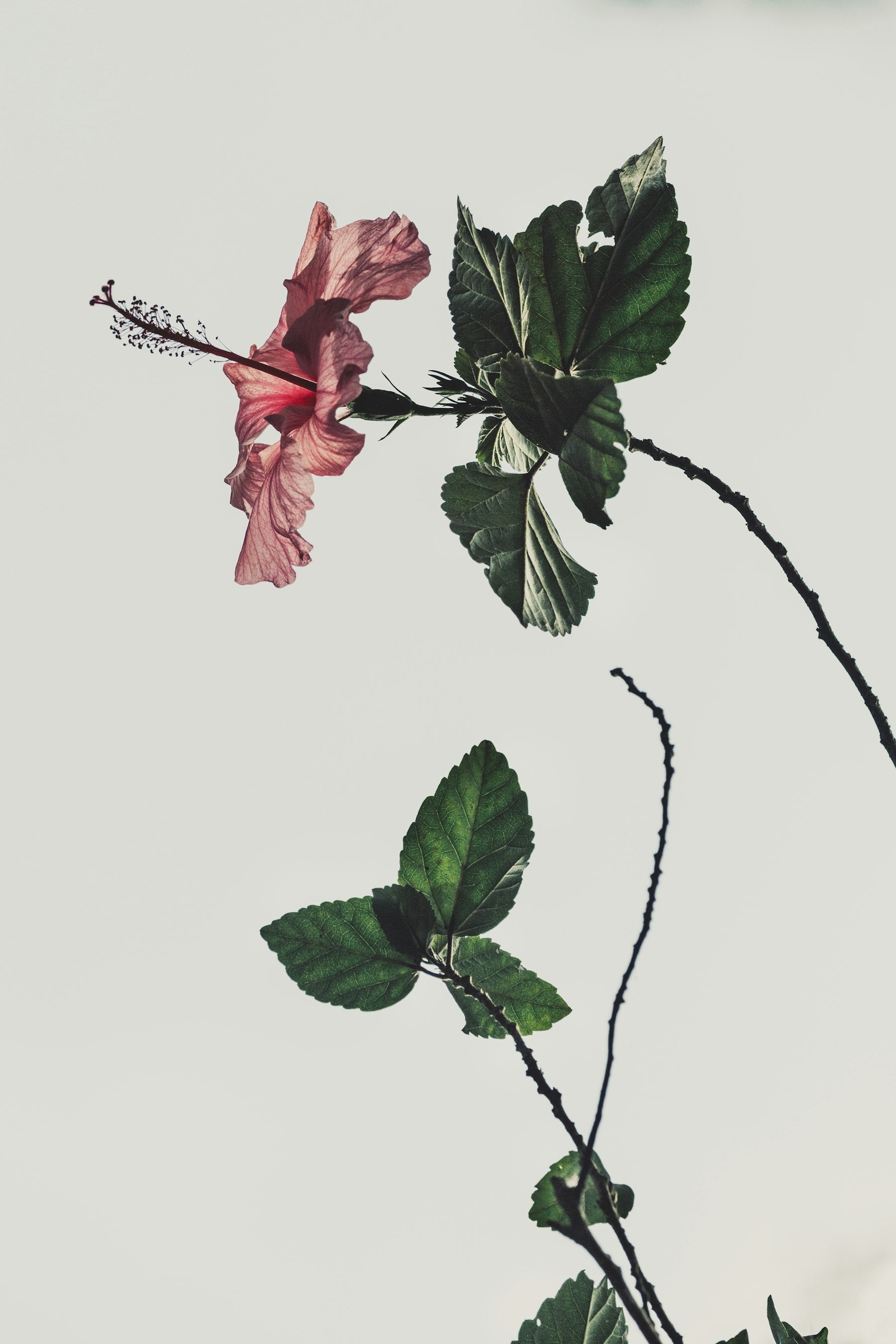Halka pink/coral gudhal (Hibiscus rosa-sinensis) ka akela phool, peeche hare patte aur tehni dikh rahi hai