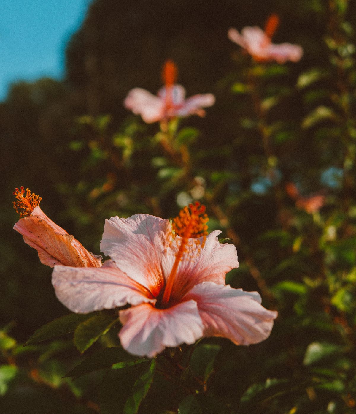 Soft pink hibiscus phool jiska center thoda deeper orange-pink hai, evening light mein
