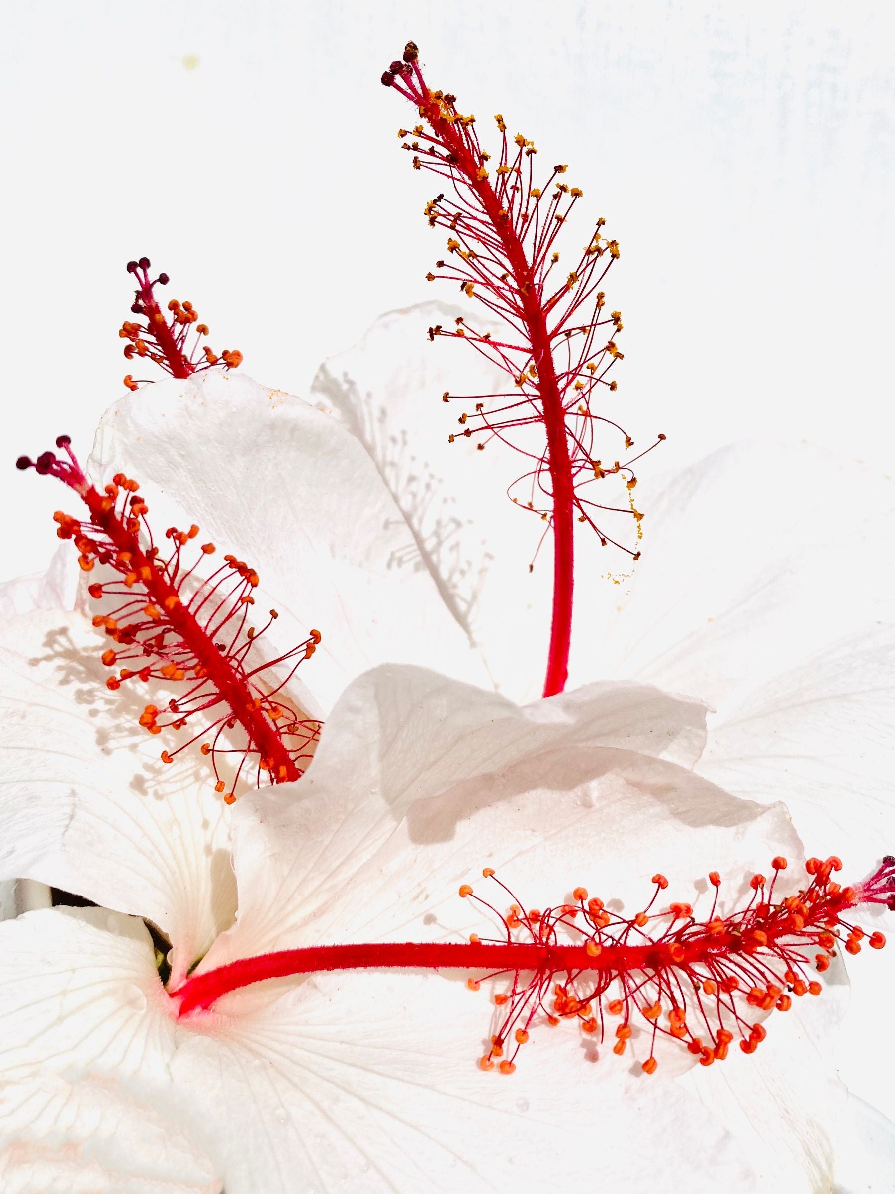 Safed gudhal (white hibiscus) ke phool, laal stamen (pankhudiyon ke beech laal daanton wali dandi) close-up me, white background