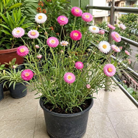 Acroclinum Mixed Flower Seeds