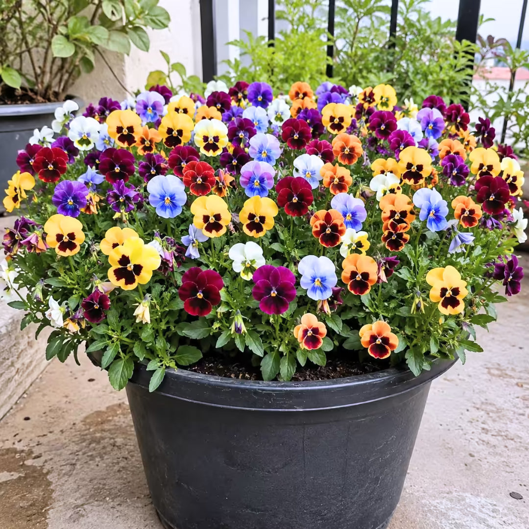 Pansy Viola F1 Mixed Flower Seeds