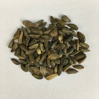 Osteospermum Flower Seeds