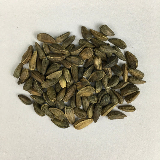 Osteospermum Flower Seeds