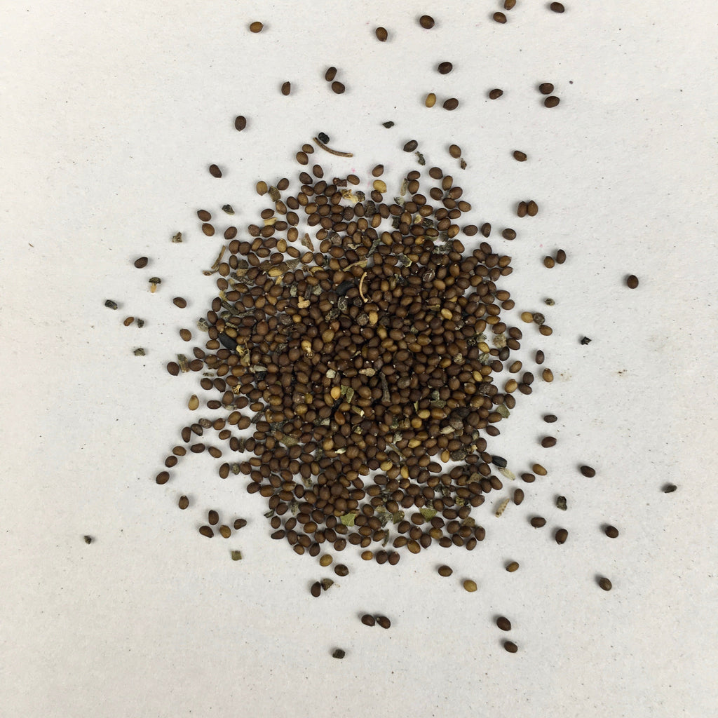 Tulsi Rama Plant Seeds | Herb Seeds