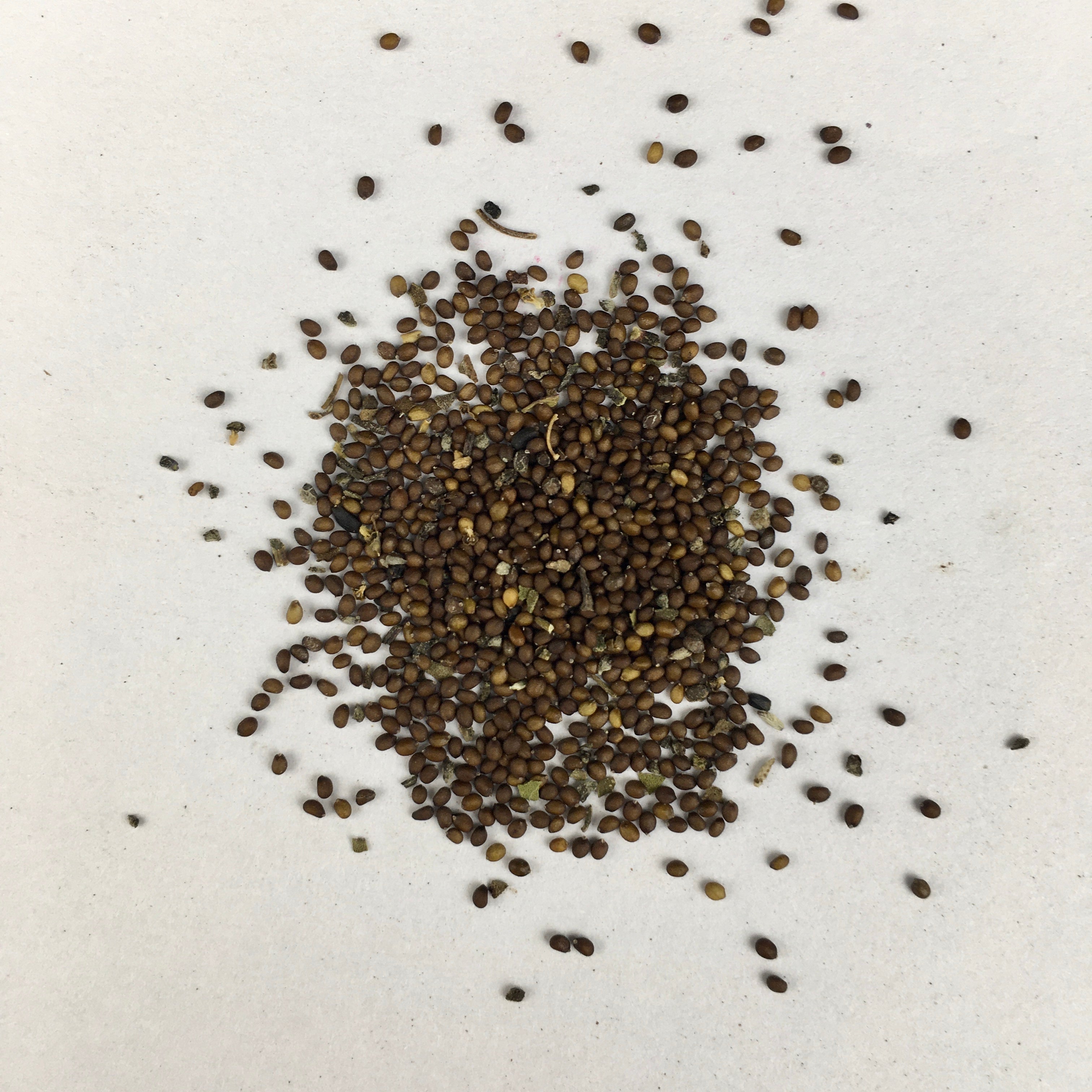 Tulsi Rama Plant Seeds | Herb Seeds