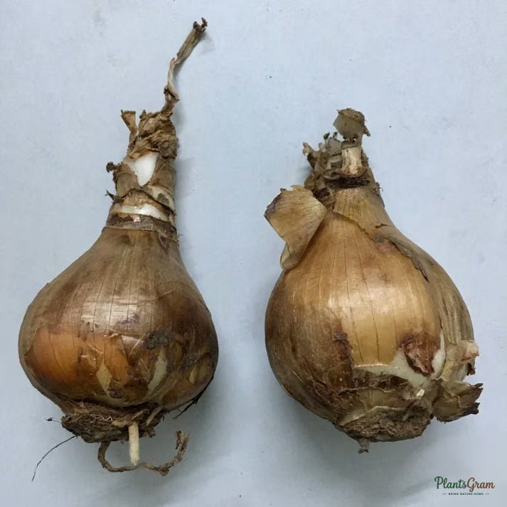 Eucharis Lily product image