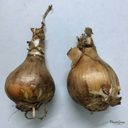 Eucharis Lily product image