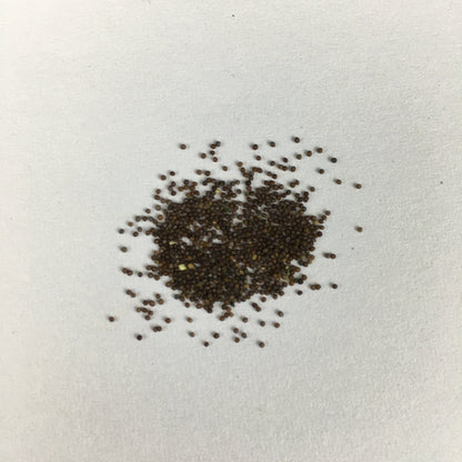 Petunia Grandiflora Violet Seeds