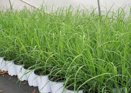 Citronella Grass Plant (Lemon-Scented)