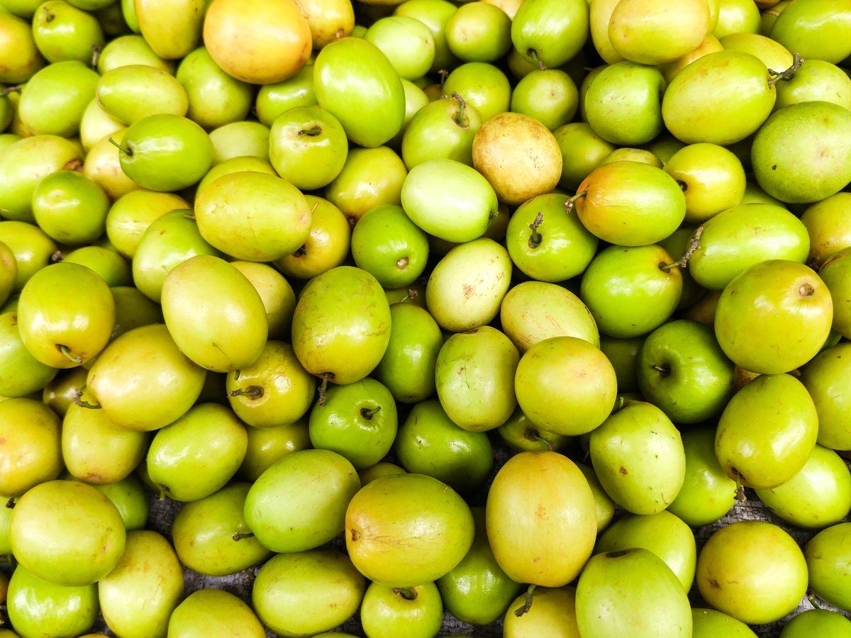 Dher saare hare-pile ber (jujube) fruits paas se