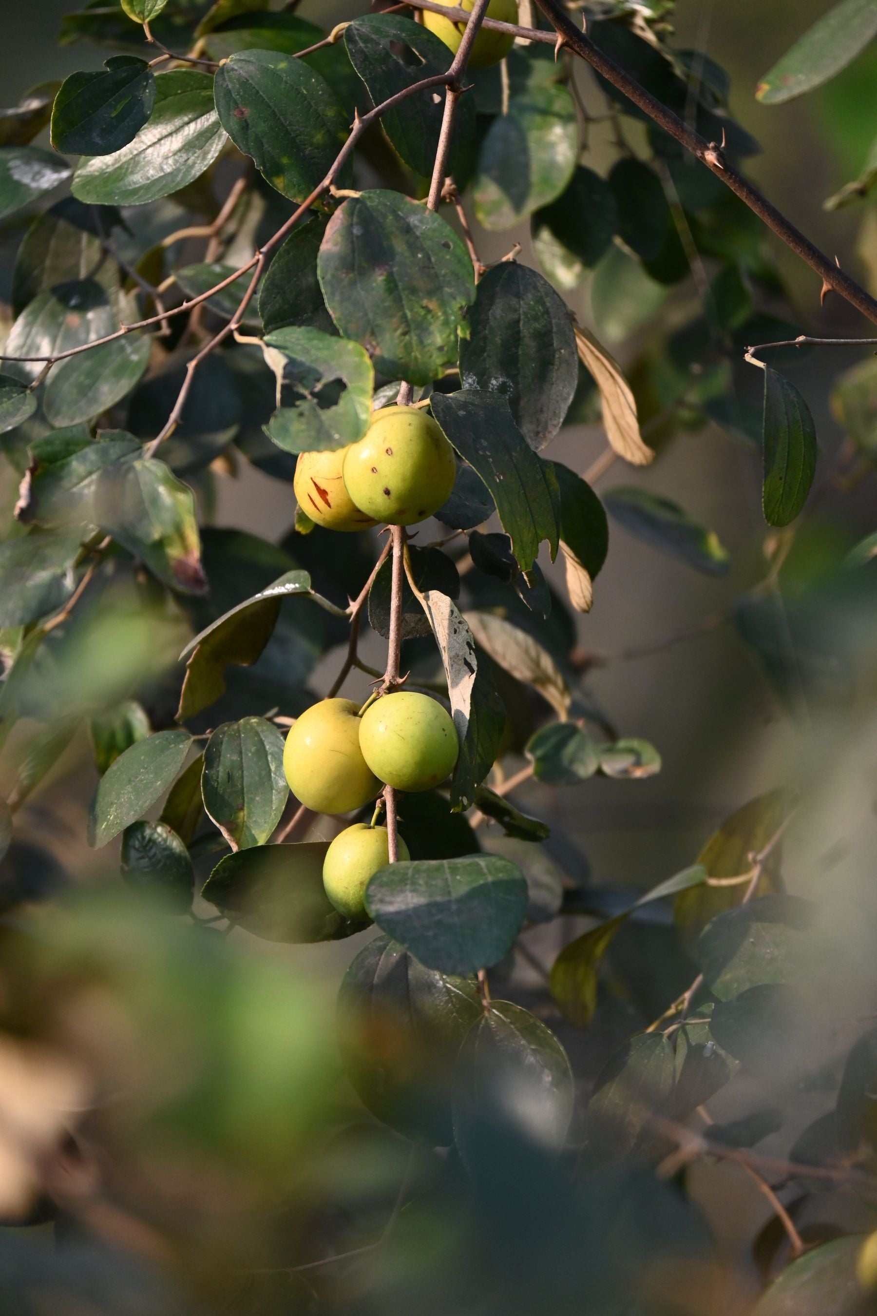Ber (Indian jujube) ke hare-peele phal daali par lage hue, glossy patton ke saath