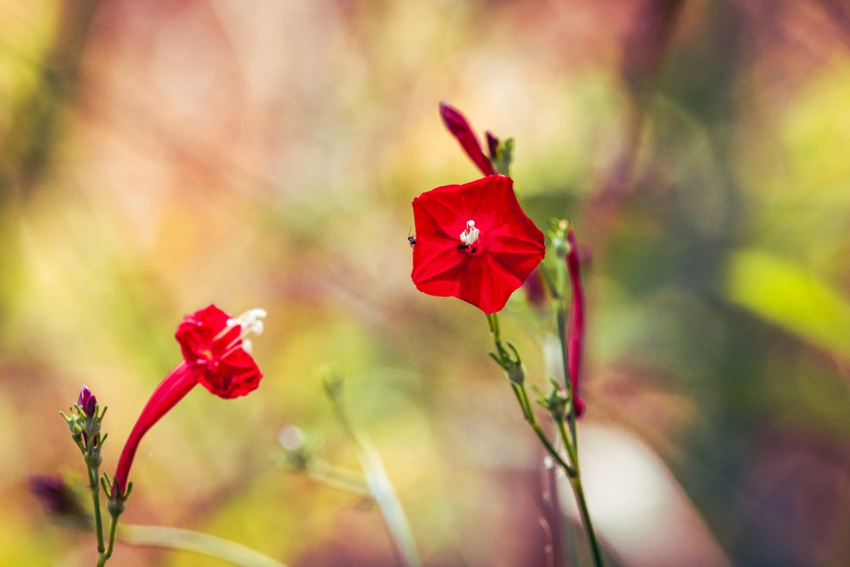 Chhote laal funnel-shaped Ipomoea quamoclit phool, patli pattiyon ke saath