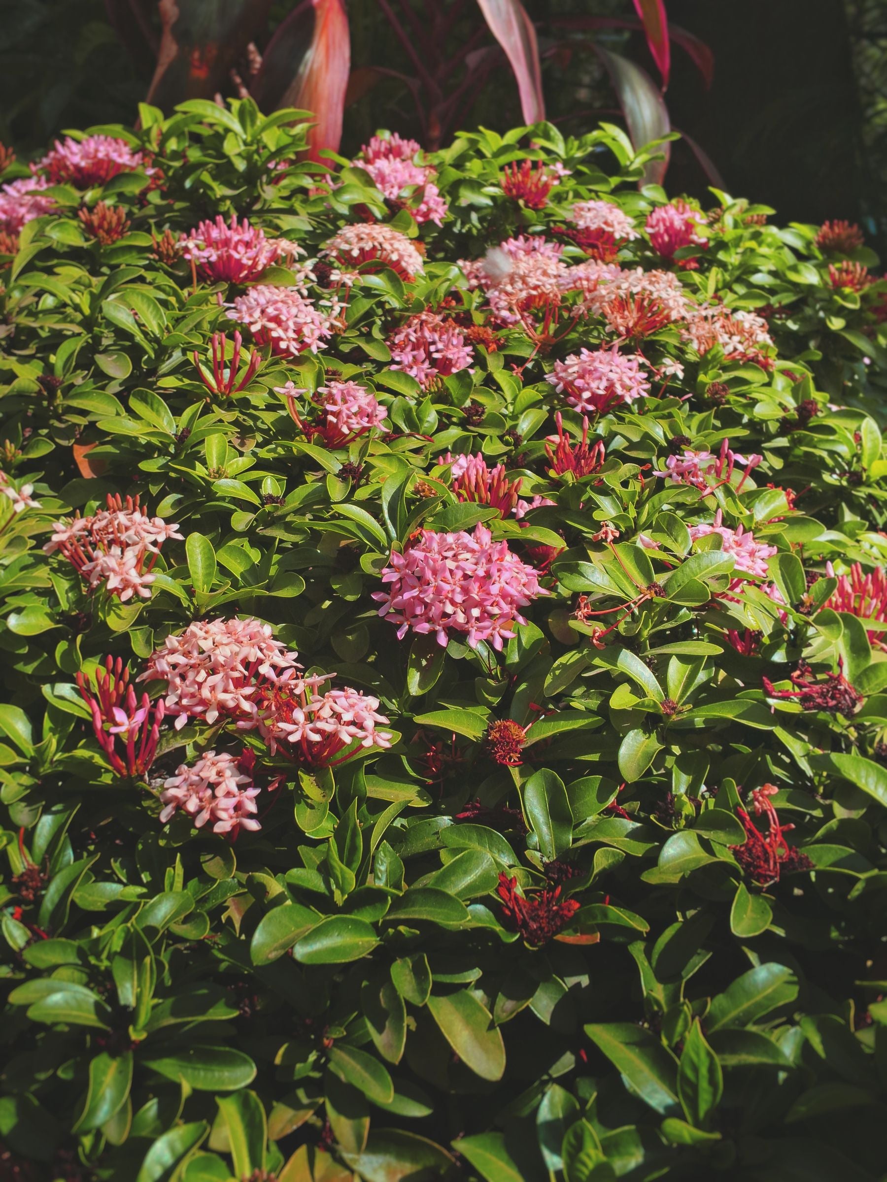 Gulabi (pink) Ixora ke phoolon ka gucchha hare patton ke beech khila hua