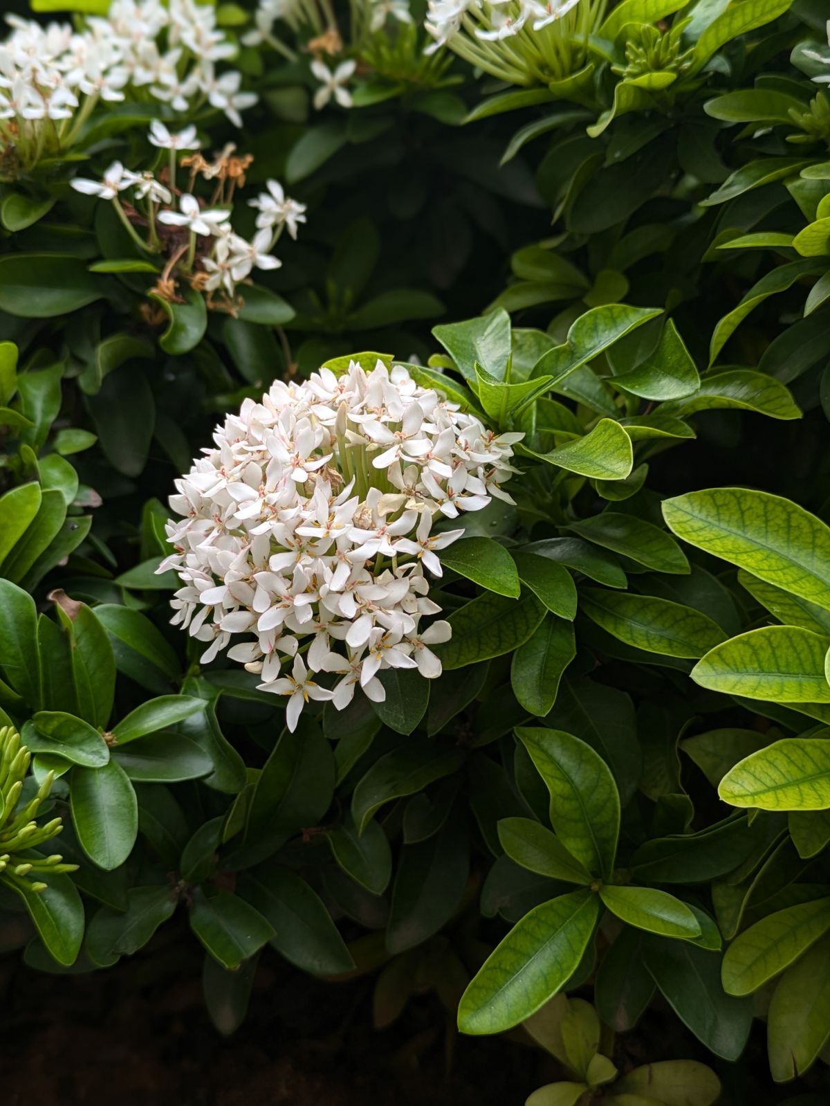 Ixora ke halke cream-white phoolon ka gol cluster, hari jhaadi mein