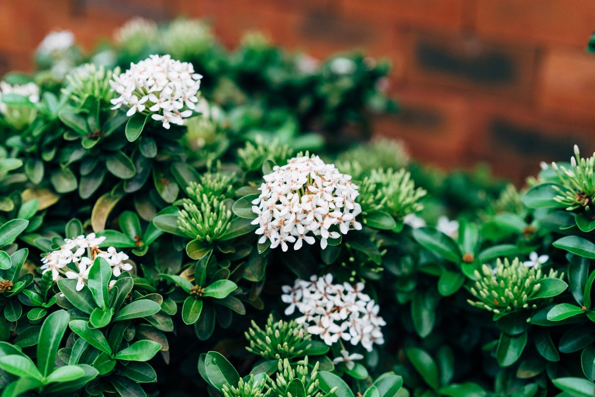 Ixora ke safed phoolon ke multiple clusters, jhaadi par khile hue