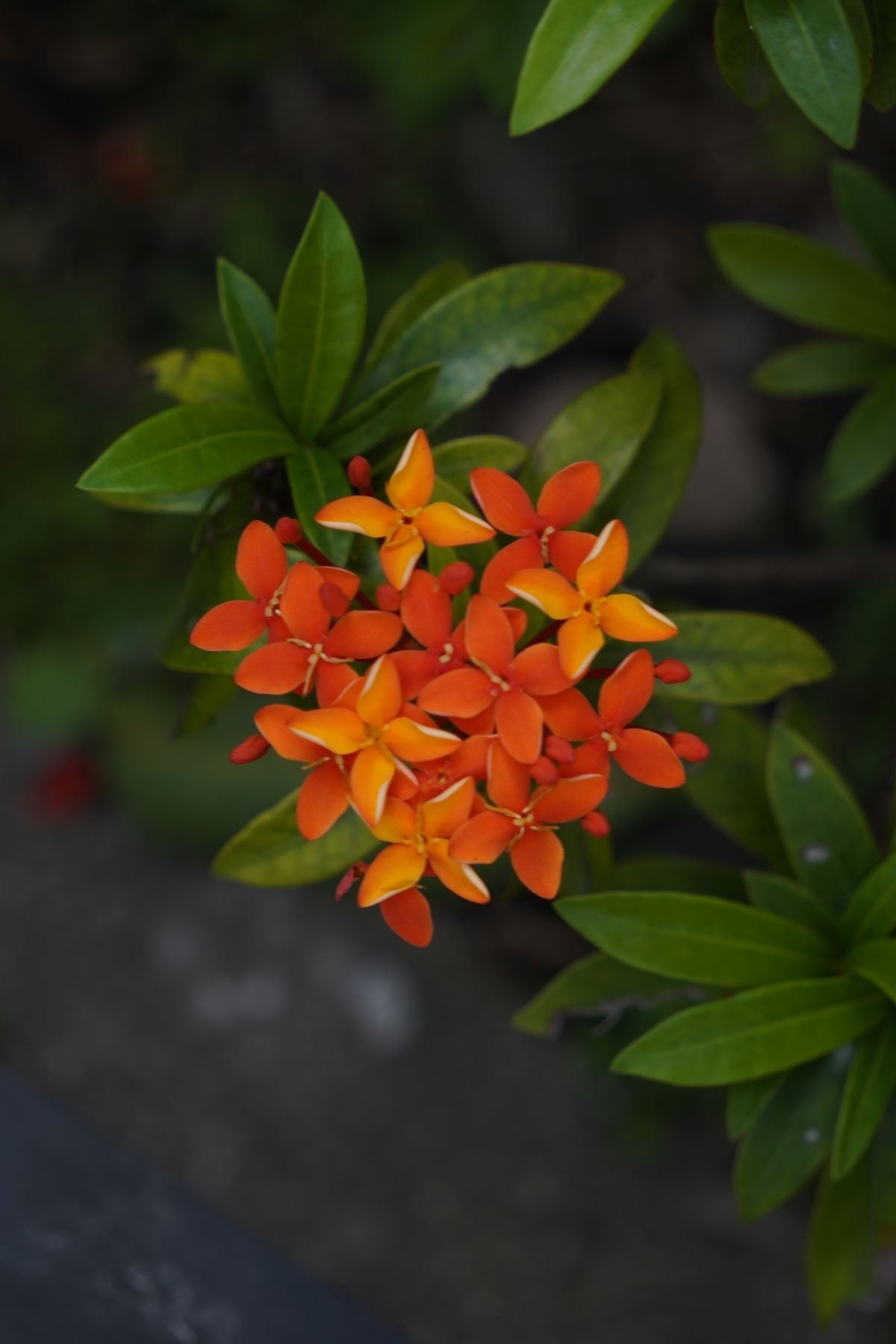Ixora ke chhote orange-red star-shaped phoolon ka gucha, hare pattoin ke beech