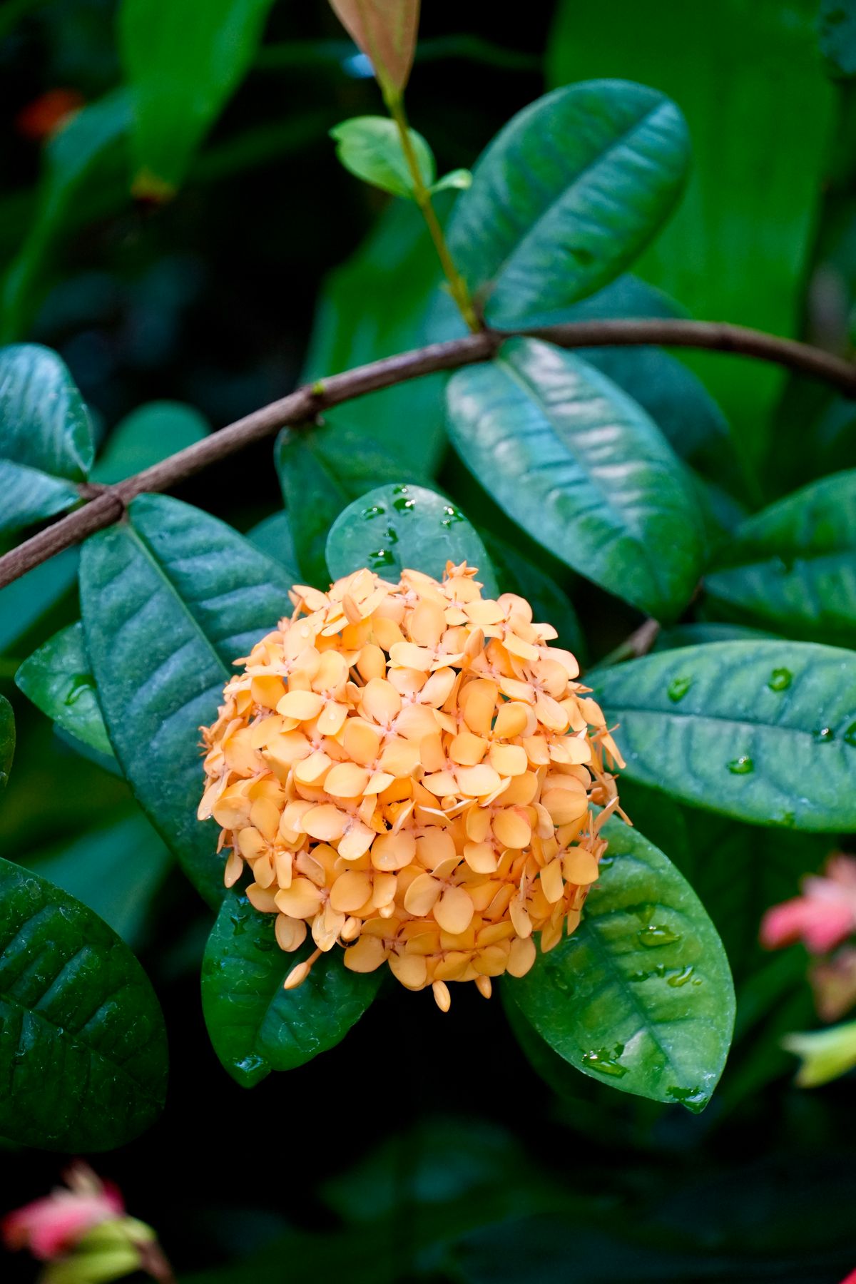 Ixora ka peach-orange rangi phoolon ka gol cluster, barish ki boondon ke saath