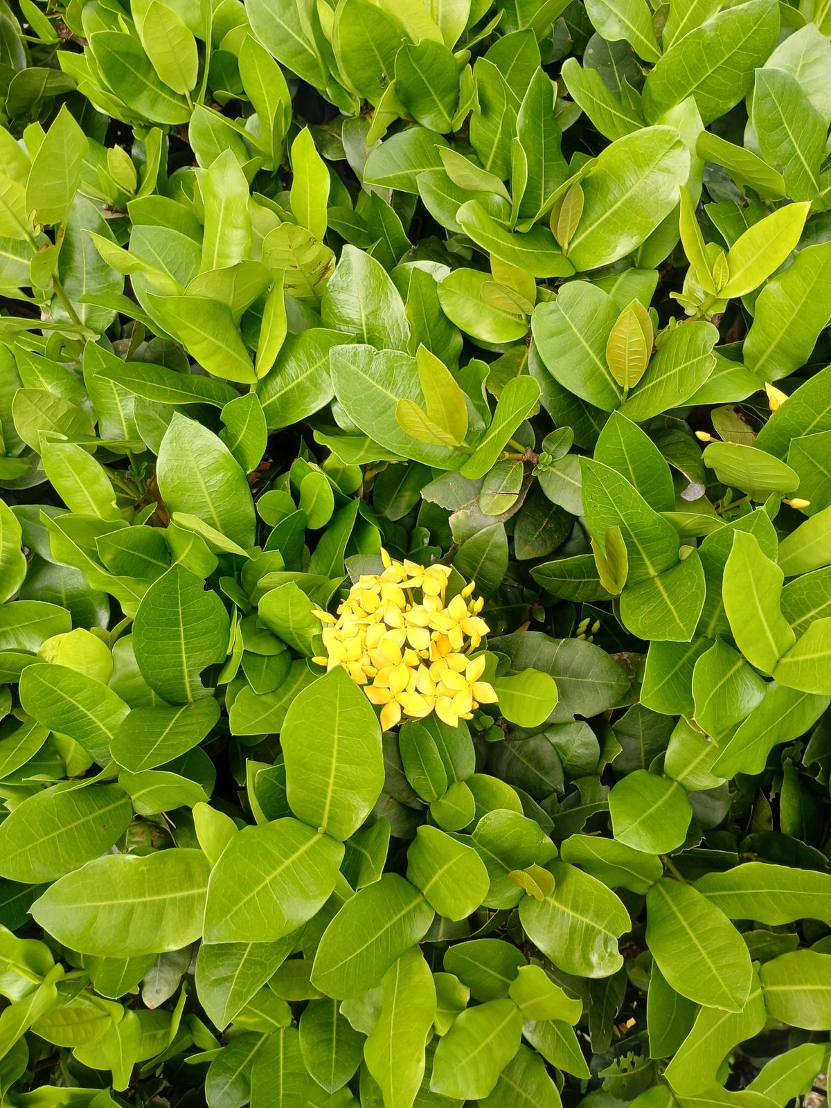 Chhota compact yellow ixora phoolon ka gucchha, ghani hari pattiyon ke beech