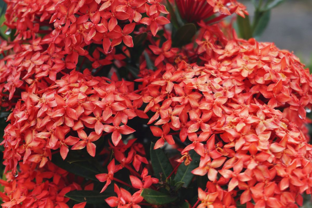 Ixora ka bada scarlet-red phoolon ka gucchha (cluster), star-shaped chhote phool