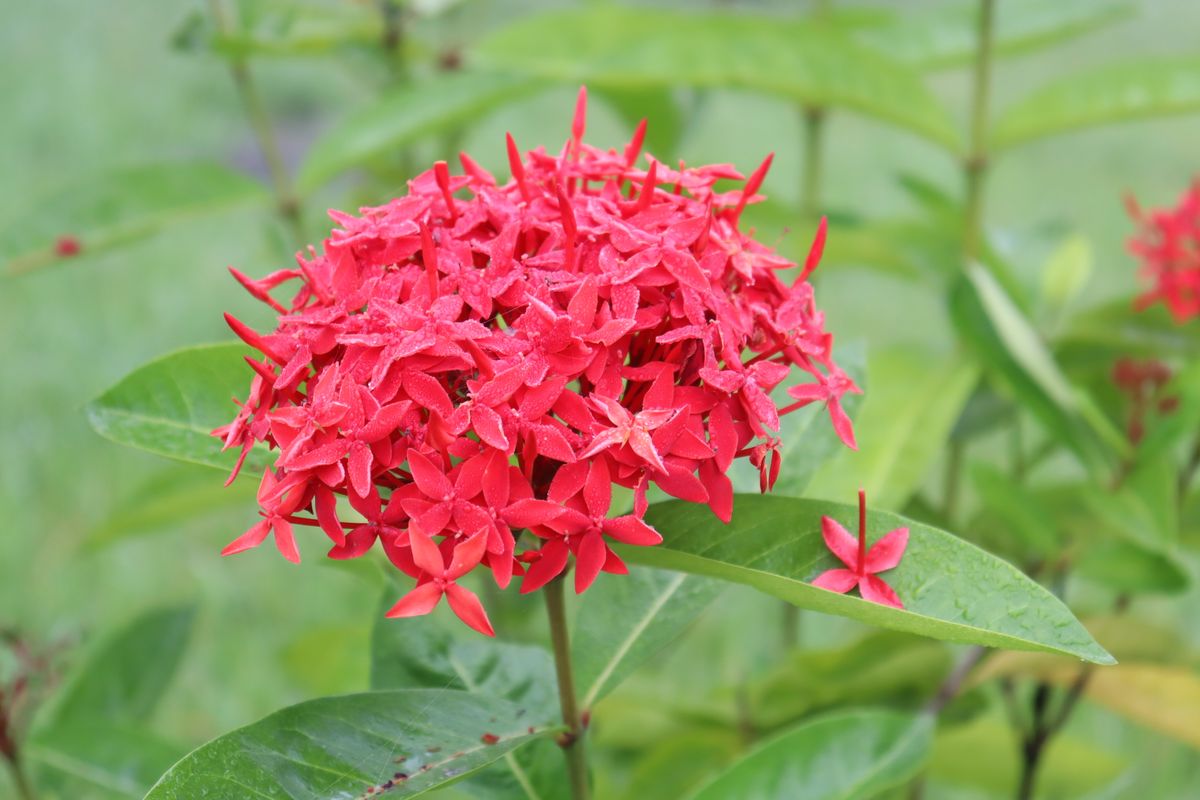 Doosra angle - ek hi laal ixora flower cluster, hari patti ke saath
