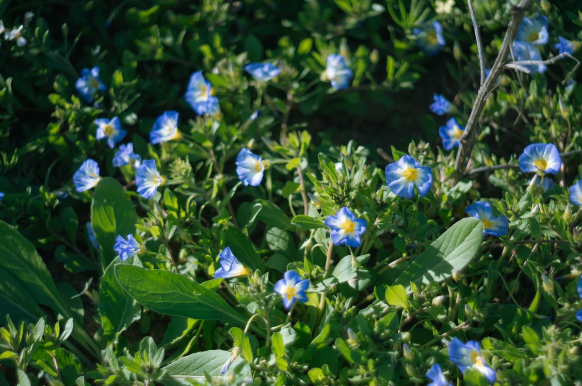 Sky blue chhote funnel-shaped phool jinke beech mein yellow throat hai, green groundcover vine par khile hue