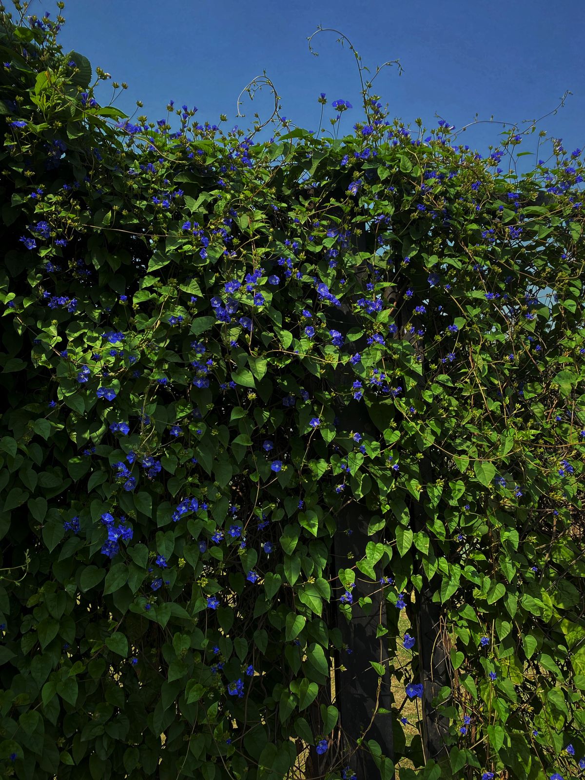 Trellis wall par ghana neela flowering creeper, saaf blue sky background mein