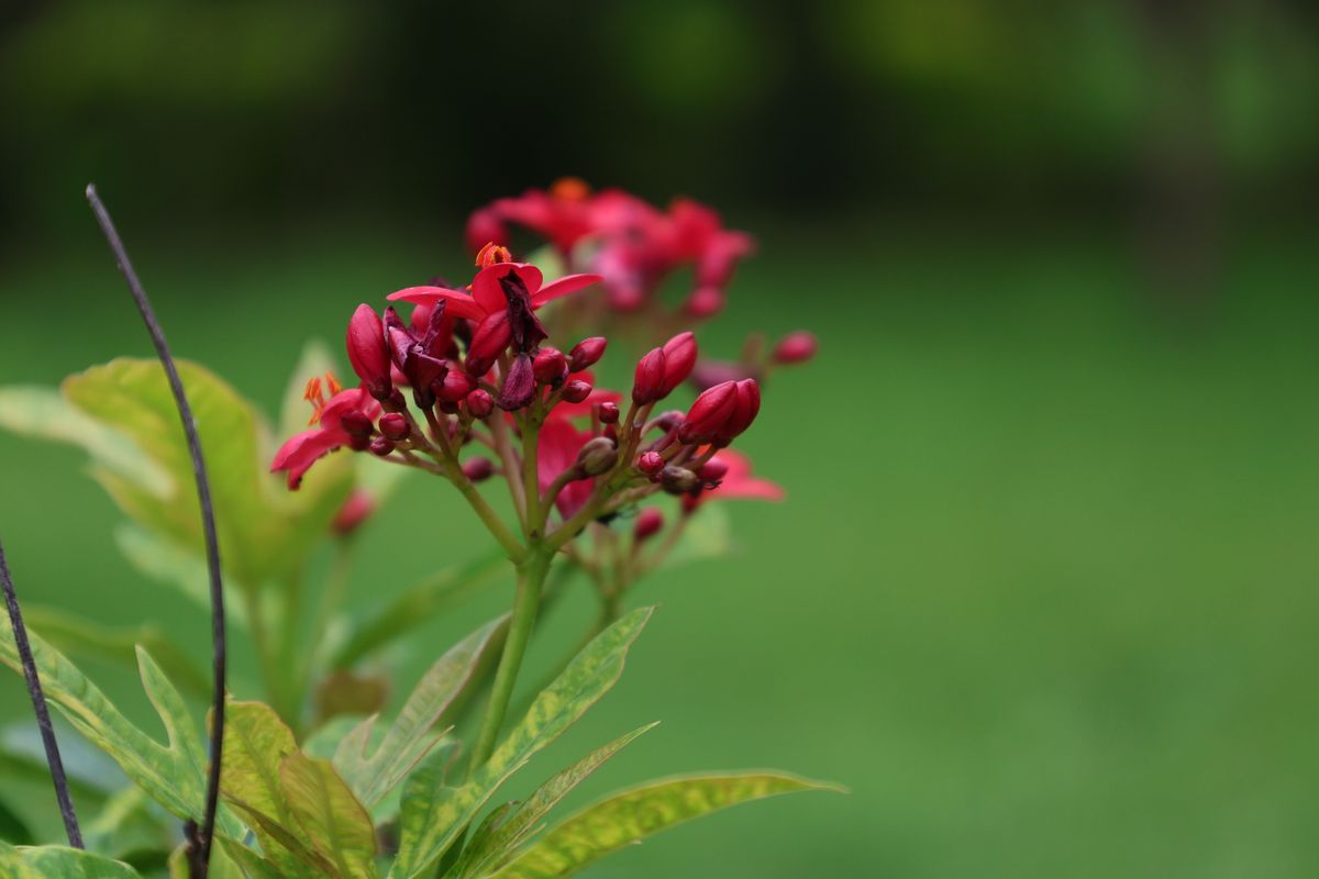 Jatropha ke coral-red star-shaped phoolon ka cluster kaliyon ke saath
