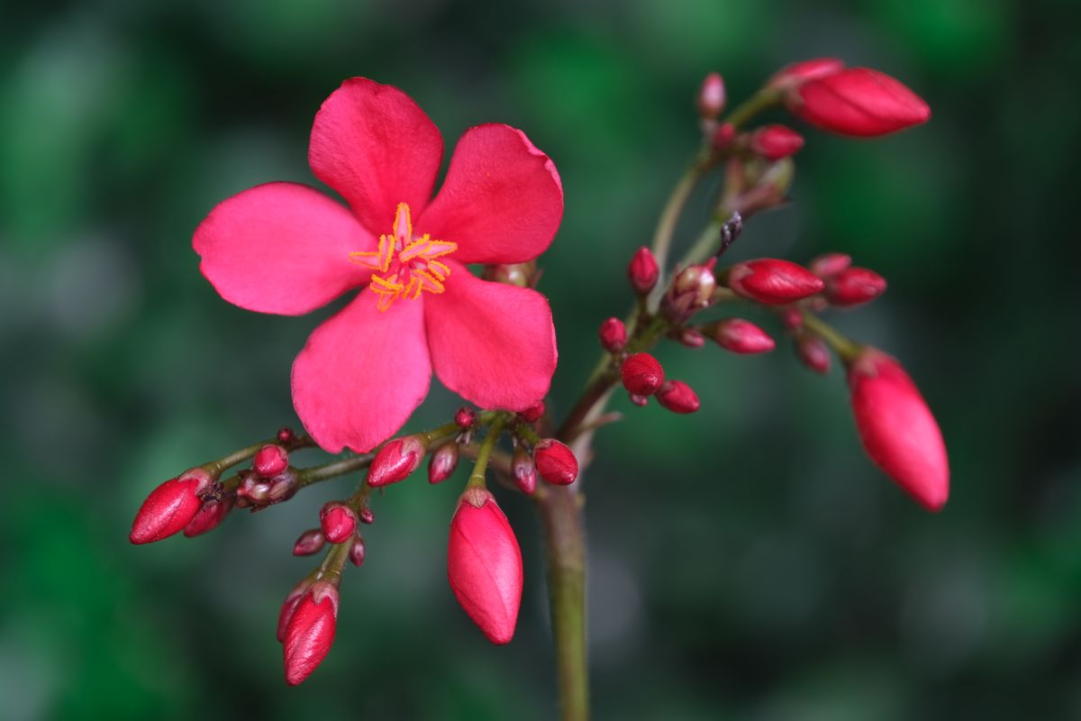 Jatropha ka ek akela coral-pink phool jisme yellow stamens dikh rahe hain, peeche kaliyan
