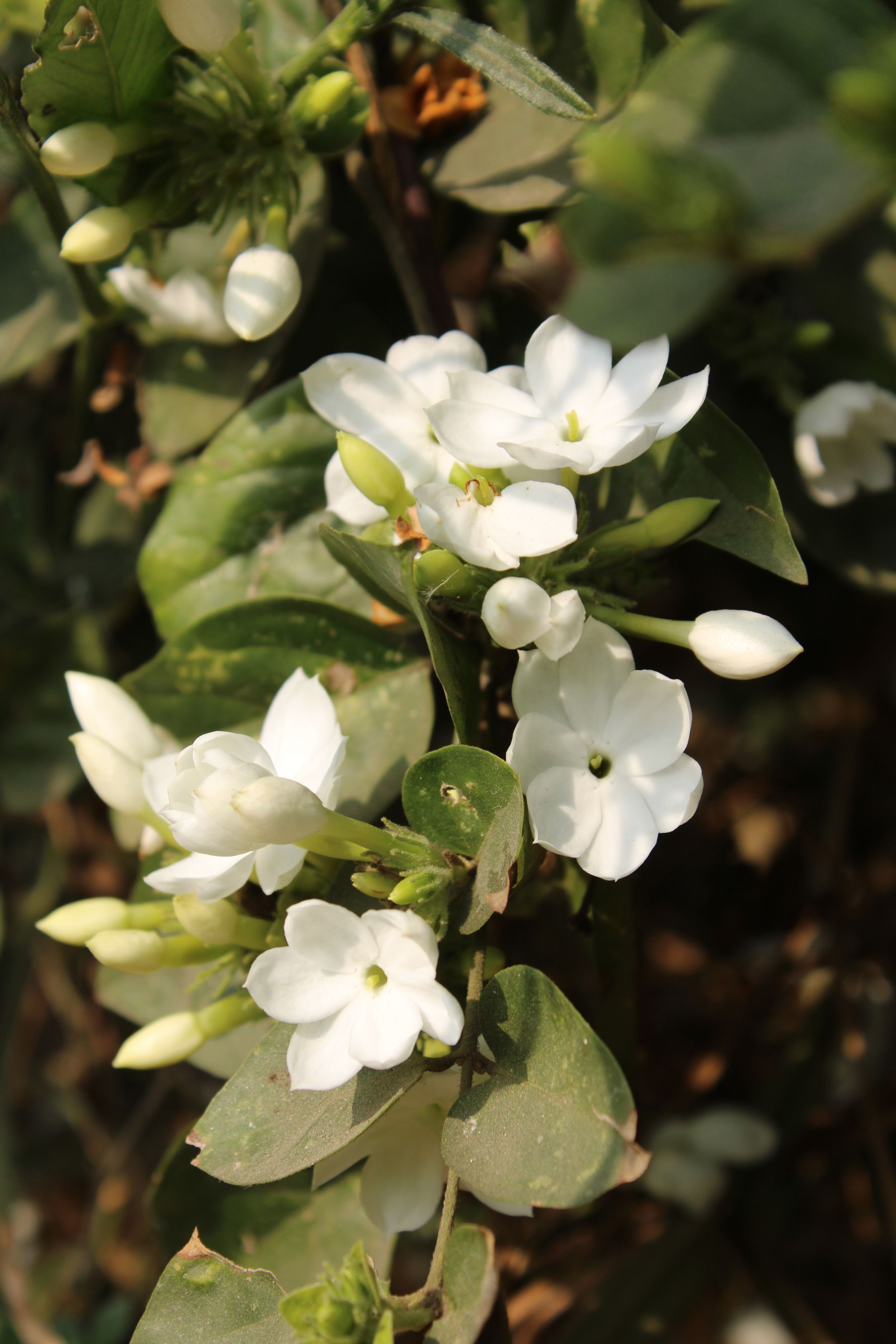 Juhi jasmine ke safed phool cluster mein khile hue, buds aur green leaves ke saath