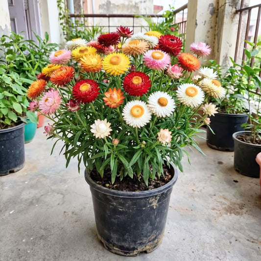Helichrysum Paper Flower Mix Seeds