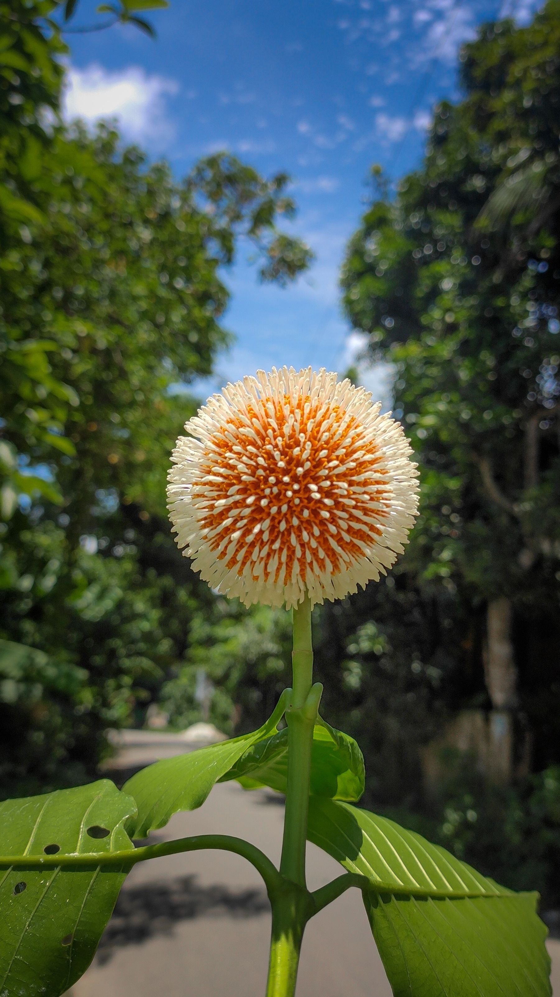 Kadamba ka gol phool — cream-white spiky petals ke saath orange-golden center, hara stem aur bade patton ke beech, neela aasman background me