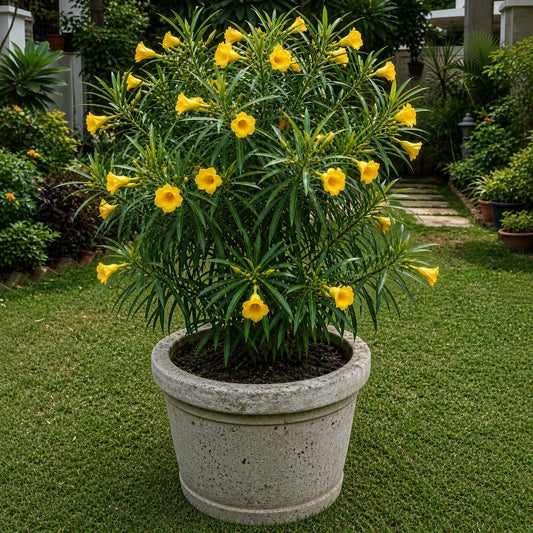 Realistic logo-free Peeli Kaner Yellow Oleander flowering plant in a stone pot