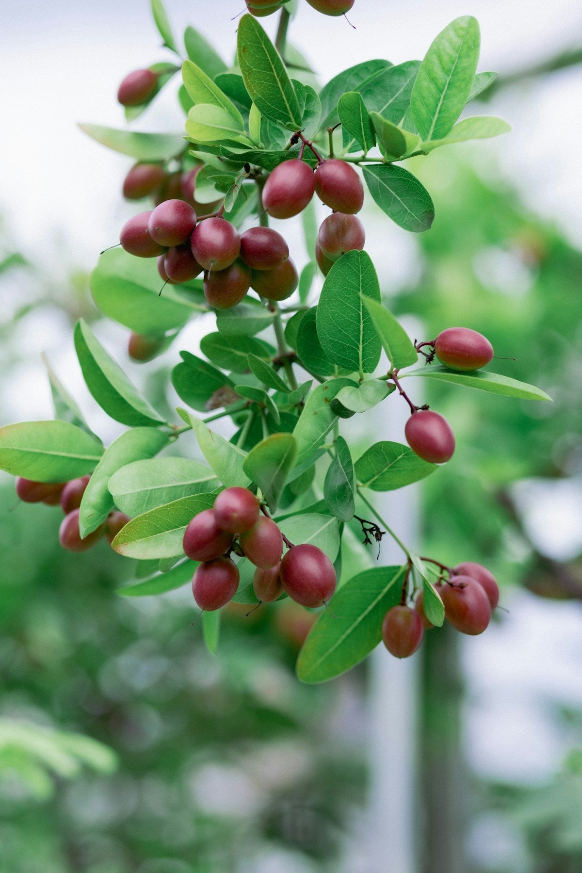 Karonda (Carissa carandas) ke oval-shaped maroon-red berries daali par cluster mein lage hue, hare patton ke saath