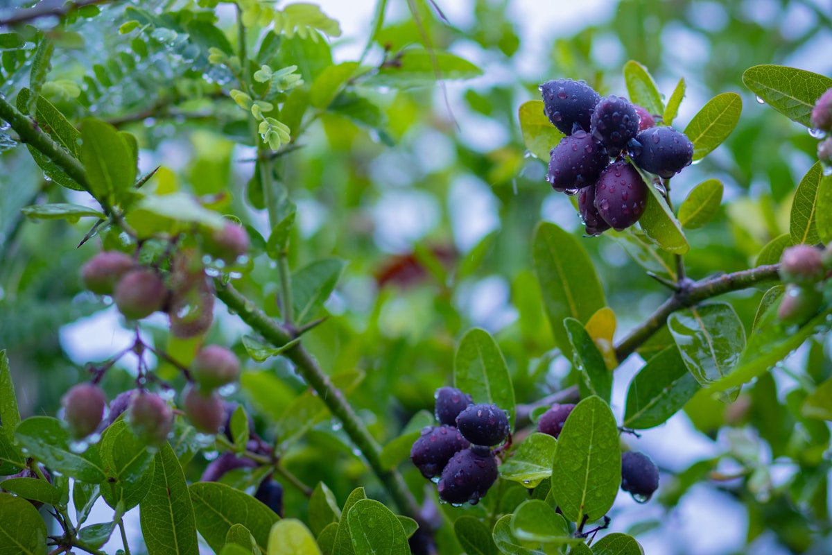 Pake hue dark purple-black Karonda berries barish ki boondon ke saath daali par latke hue