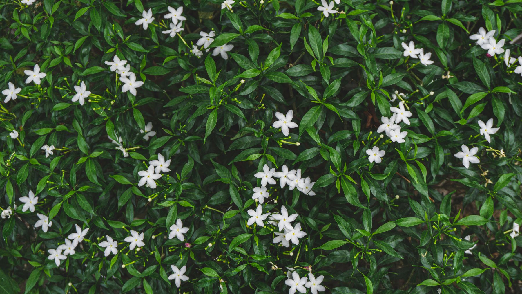 Kunda (star jasmine) ki jhaadi, chhote white star-shaped phoolon se bhari hui, upar se liya gaya shot