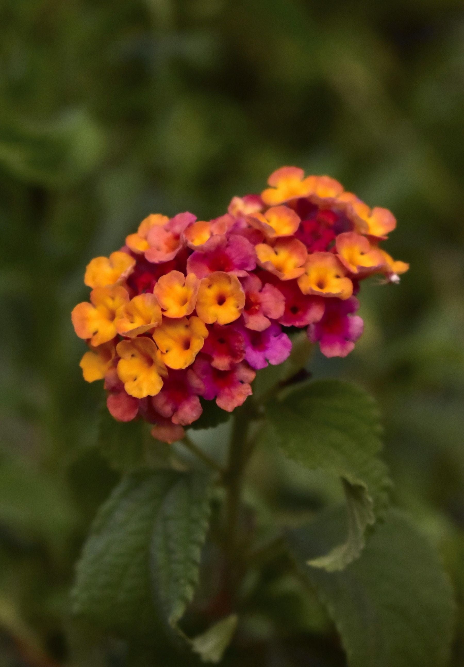 Lantana camara ka gol phool cluster - red, orange aur yellow centre wale chhote phool