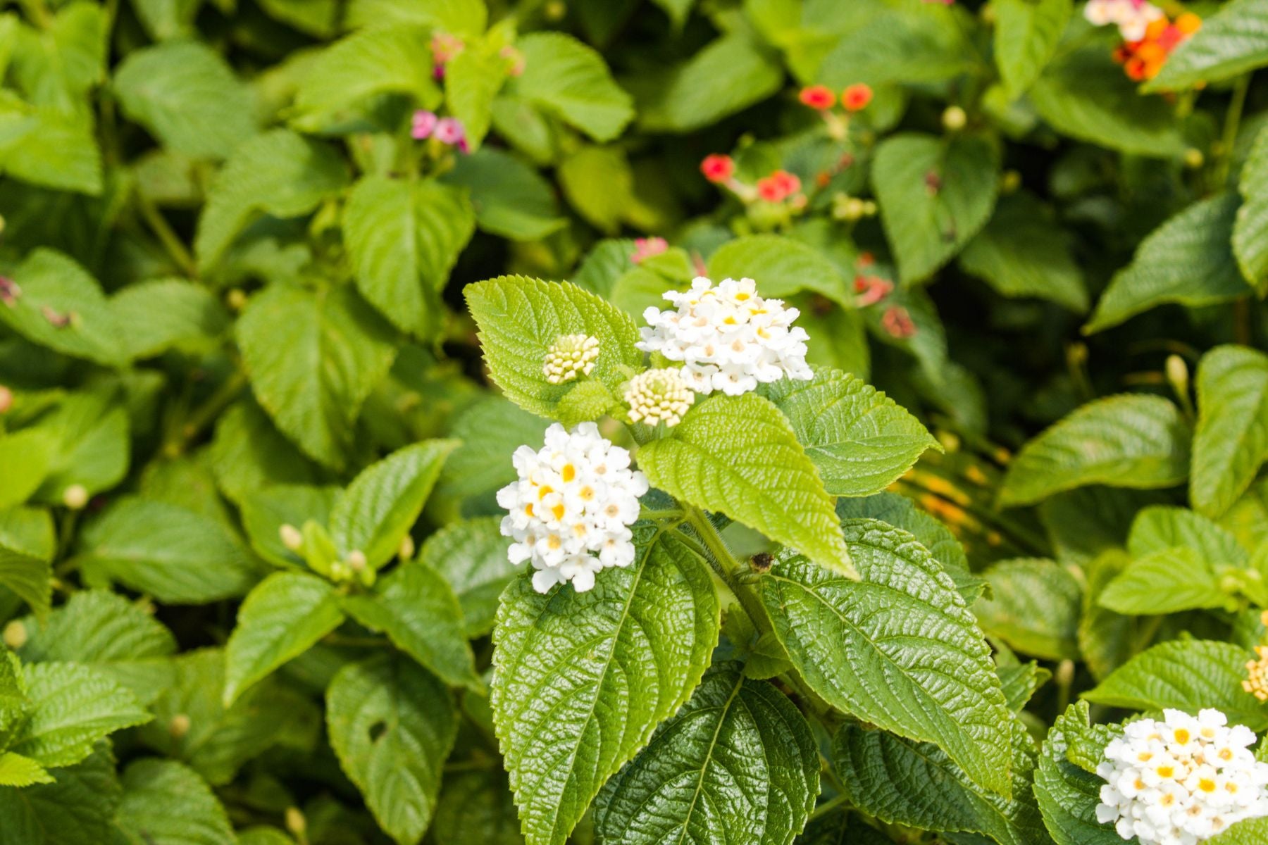 Safed Lantana camara ke chhote guchhe, hare crinkled patton ke beech khilte hue, peele-kendra wale phool