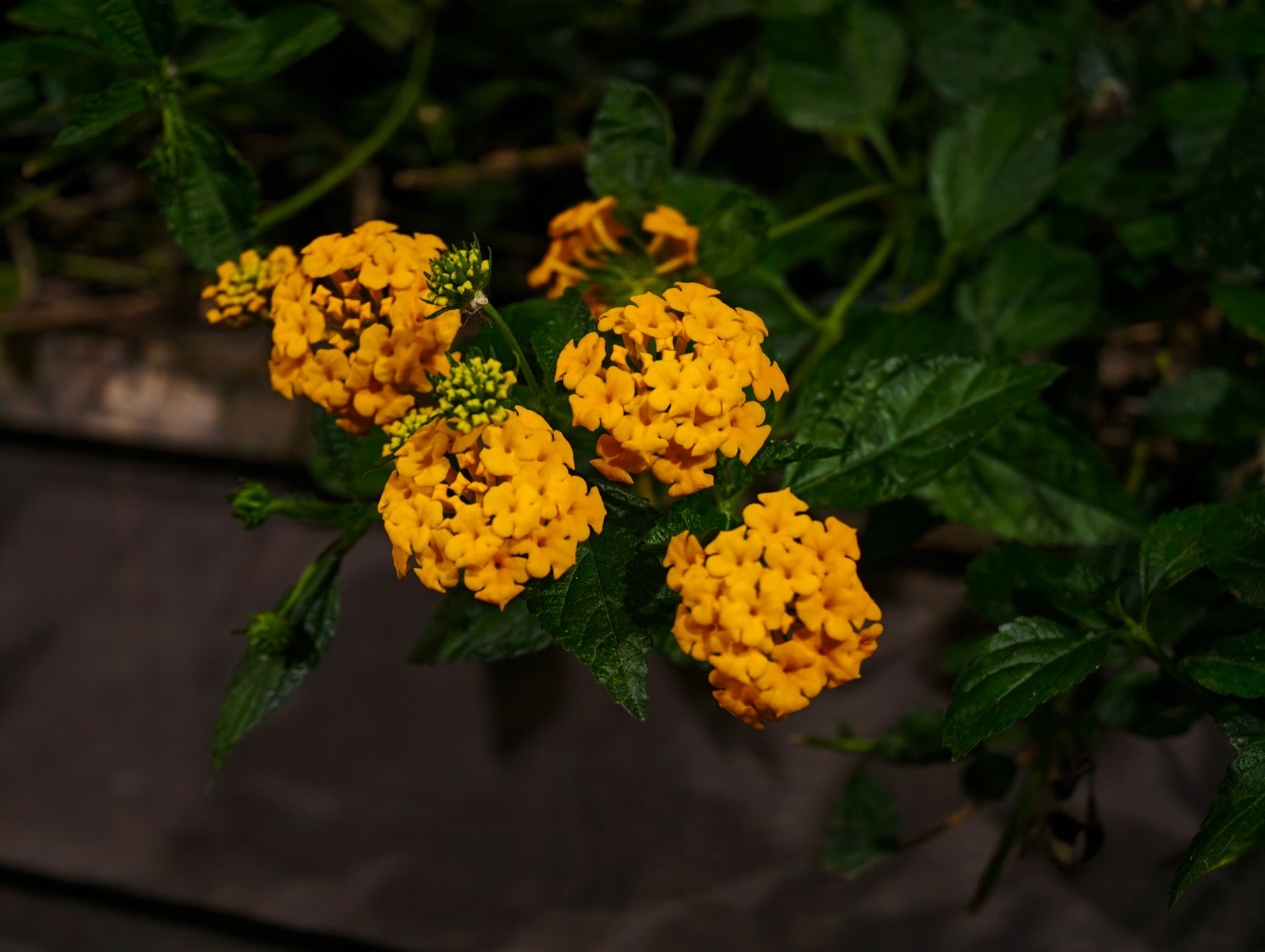 Lantana camara ke chamkeele orange-yellow phoolon ke gucche, ghane hare pattay ke saath