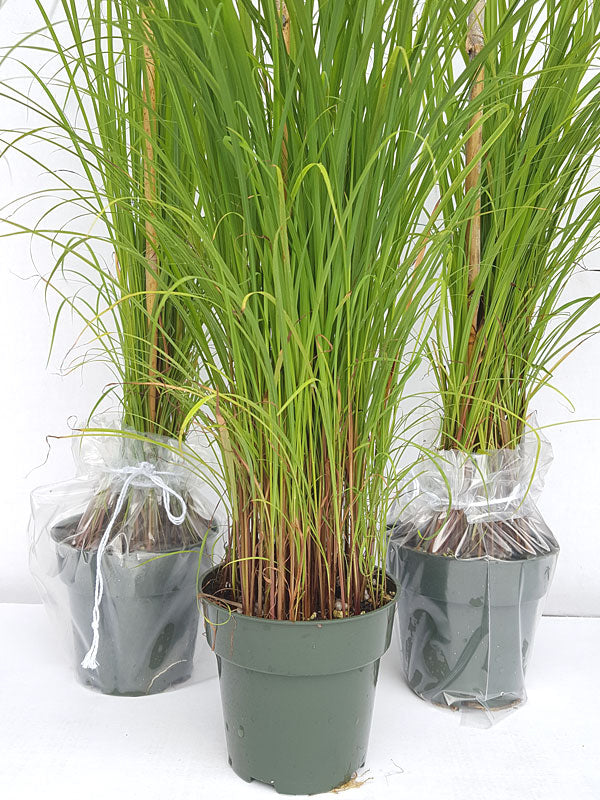 Citronella Grass Plant (Lemon-Scented)