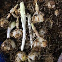 Asiatic Lily Lilium Bulbs Yellow Color | Flower Bulb