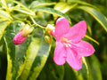 Ravenia spectabilis variegata - Flowering Plants