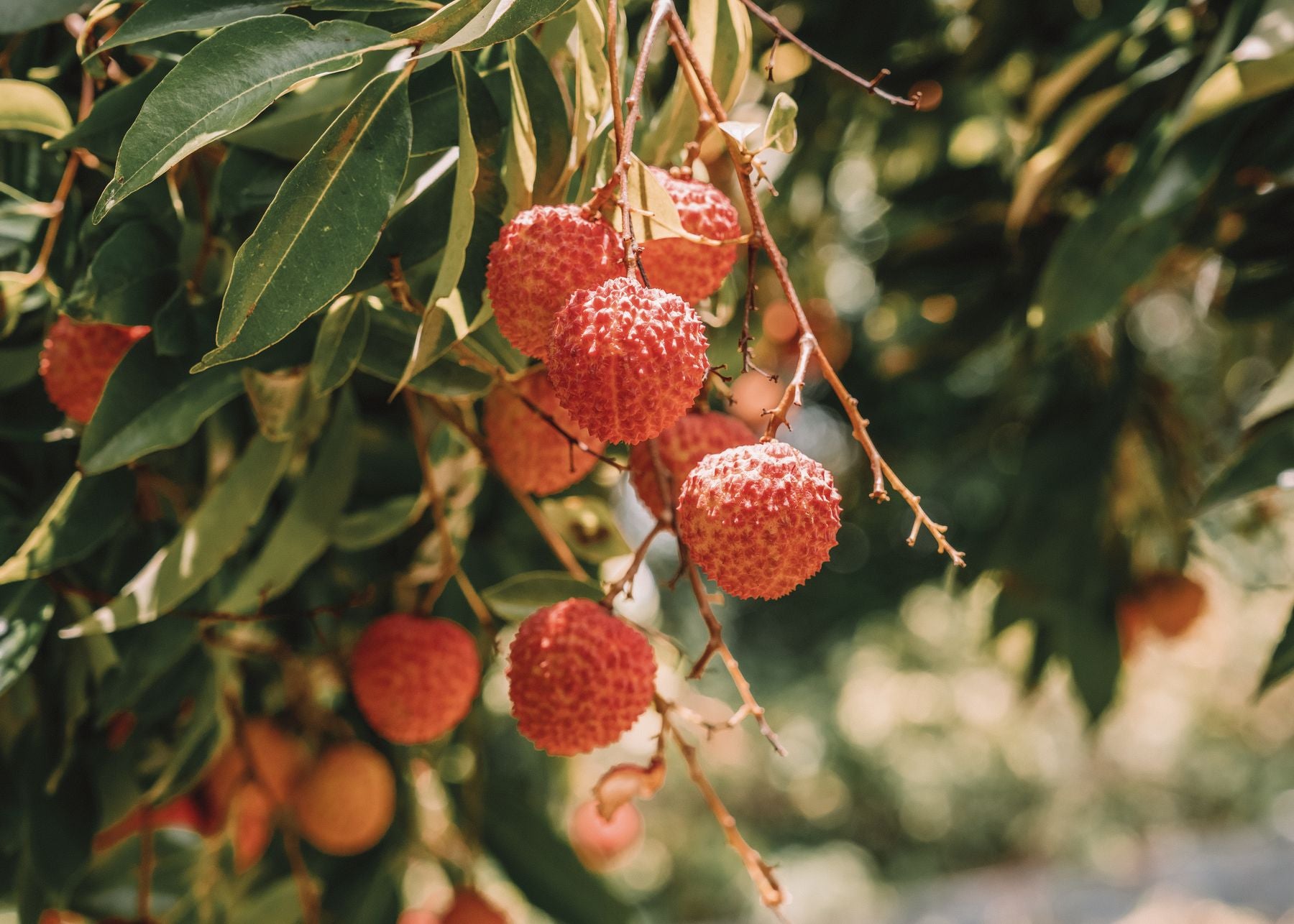 Cluster of ripe red litchi (lychee) fruits hanging on tree branch with green leaves