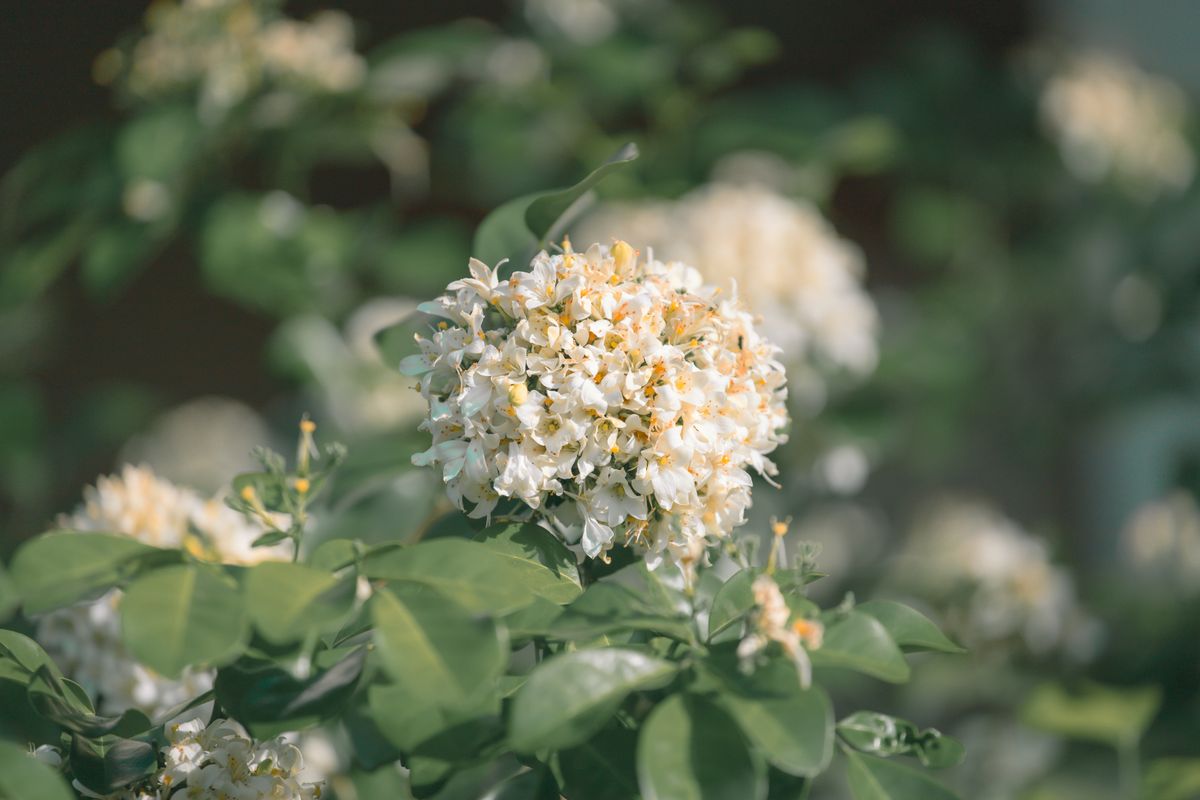 Madhu kamini ke safed-cream chhote phoolon ka gucha, hari chamakdaar pattiyon ke saath