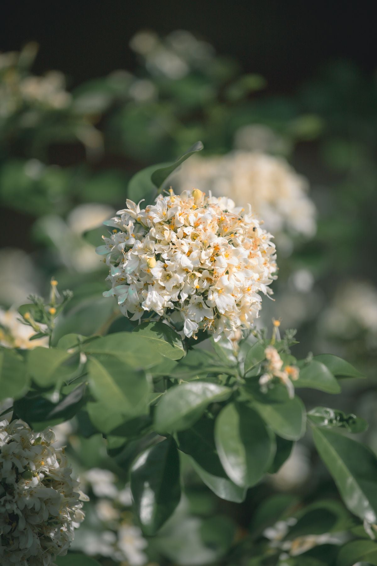 Murraya paniculata ke gucchedar safed phool, dhoop mein close-up