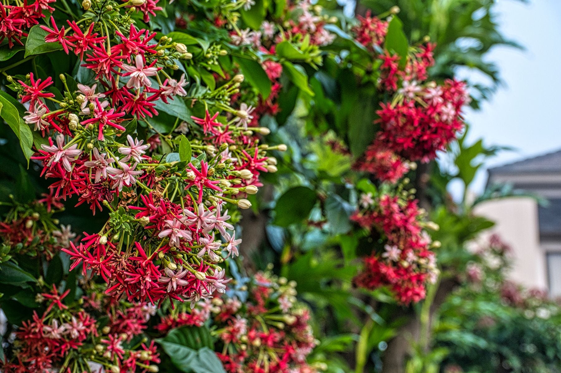 Madhumalti (rangoon creeper) ke phoolon ka gucchha — safed, gulabi aur laal rang ek saath, tapering star-shaped petals