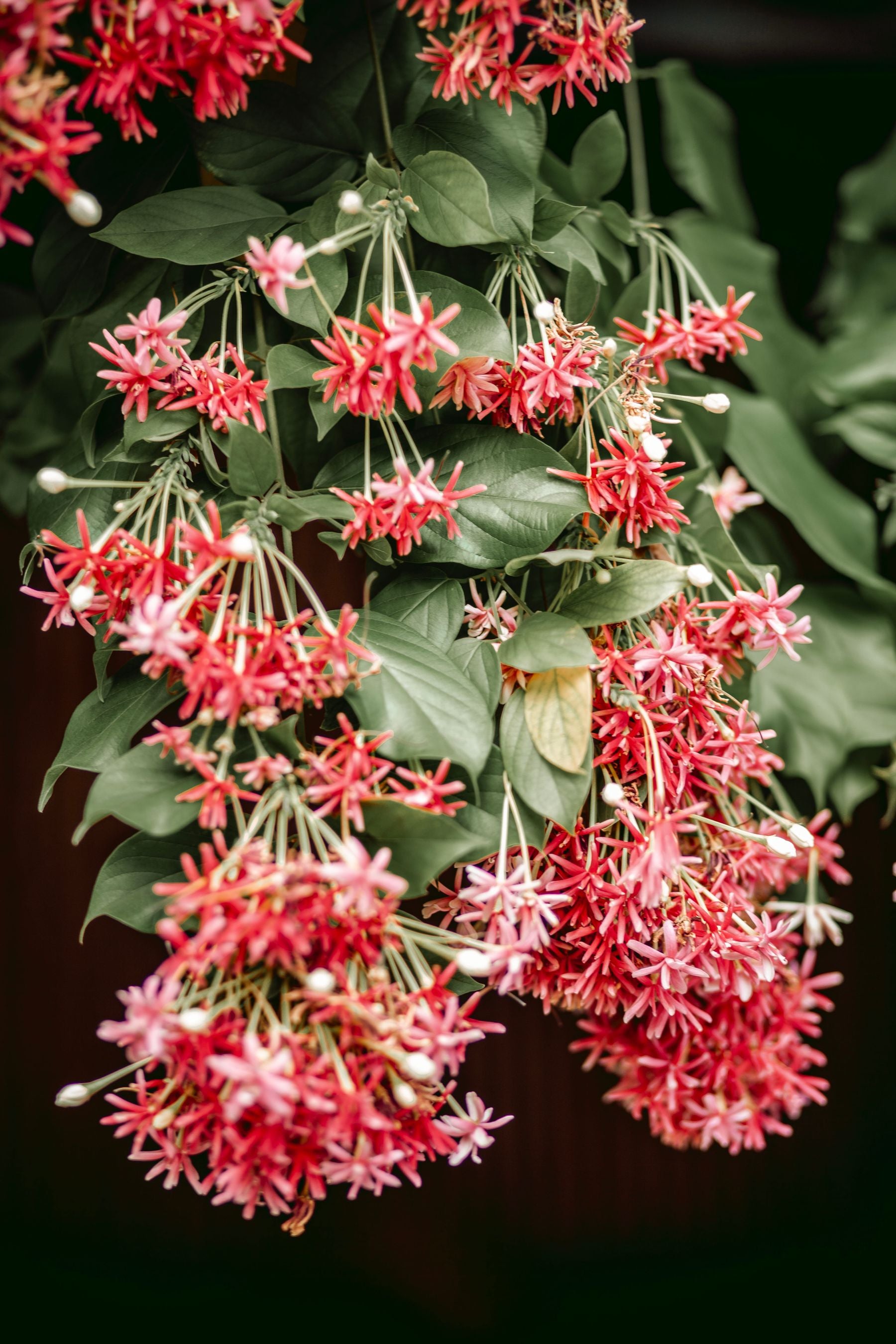 Rangoon creeper vine latakti hui, phoolon ke bade clusters safed se laal shade mein