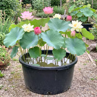 Lotus Pink Flower Seeds