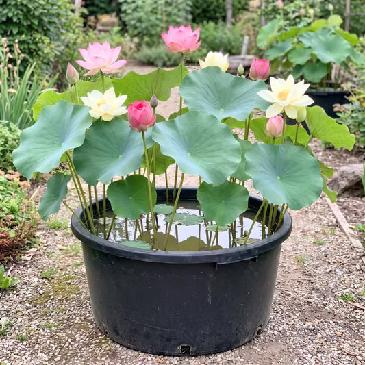 Lotus Pink Flower Seeds