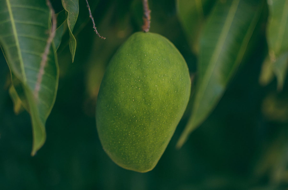 Green raw mango hanging from tree branch with leaves — generic mango photo, not Miyazaki red-skin-specific